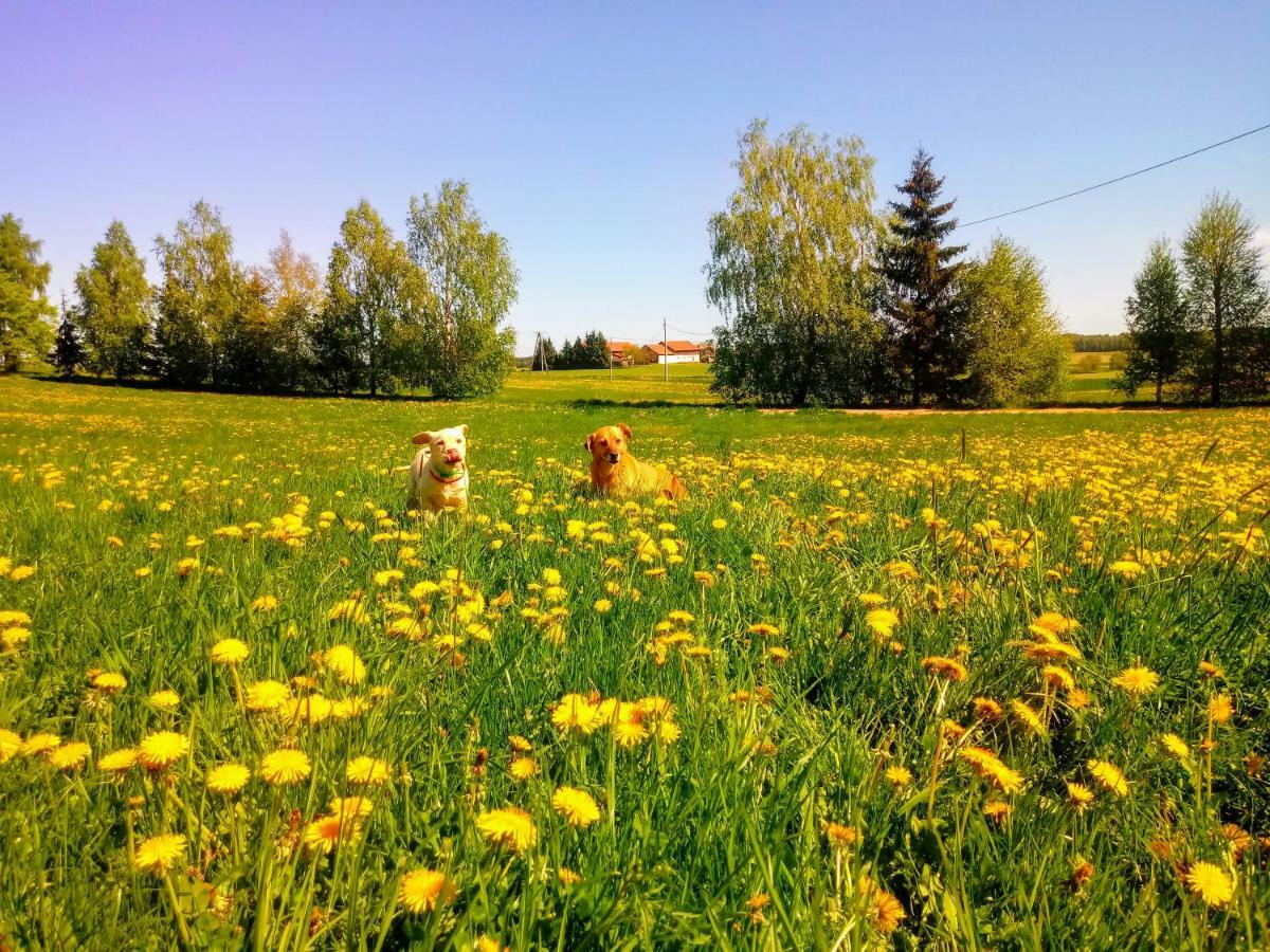 Zakatek Szczescia Eko Agroturystyka Kiwity Exterior foto
